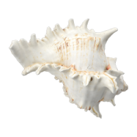 shell_2.png
